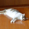 床が気持ちいい~♪