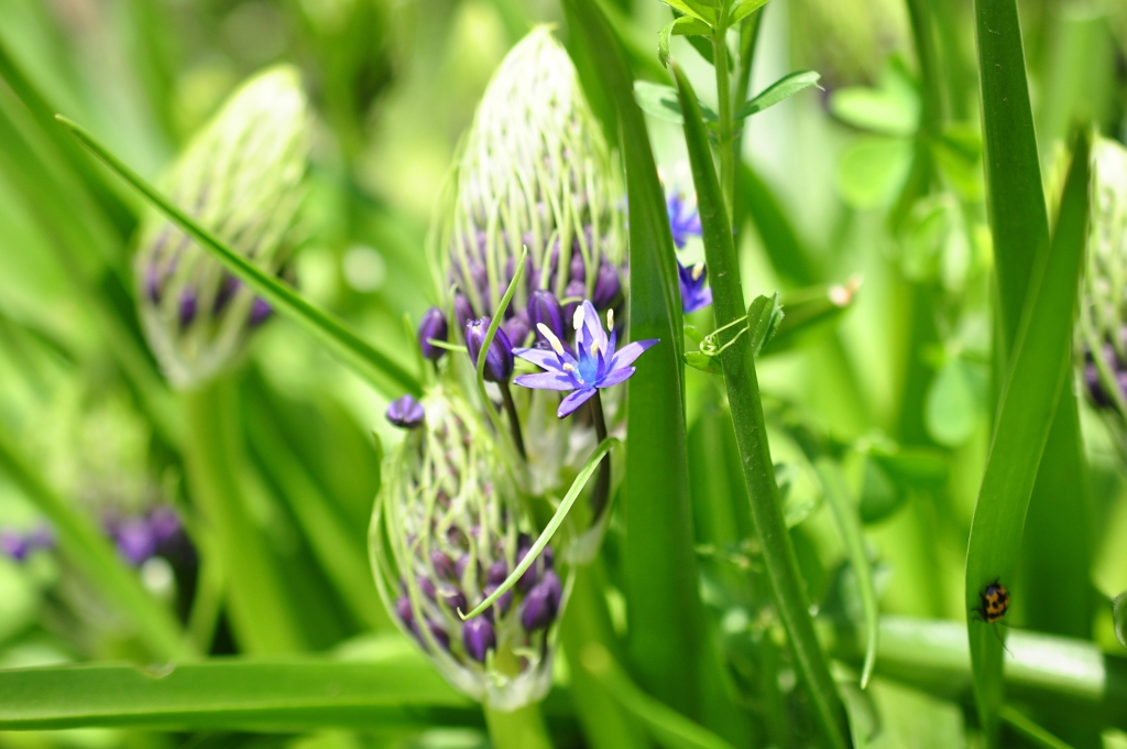 シラー・ベルビアナ