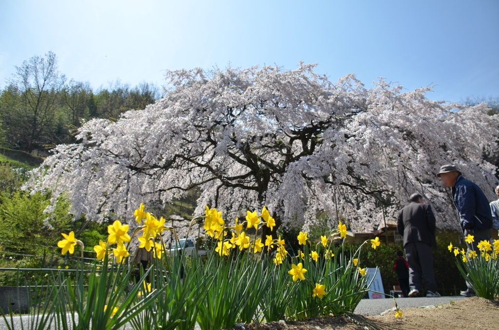 綾川のしだれ桜