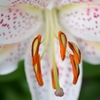 ゆり花粉は。。。危険！