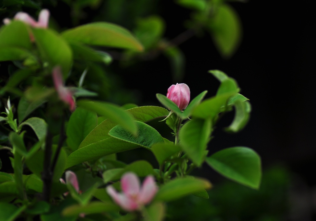果林の花