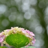 溢れるアジサイの花