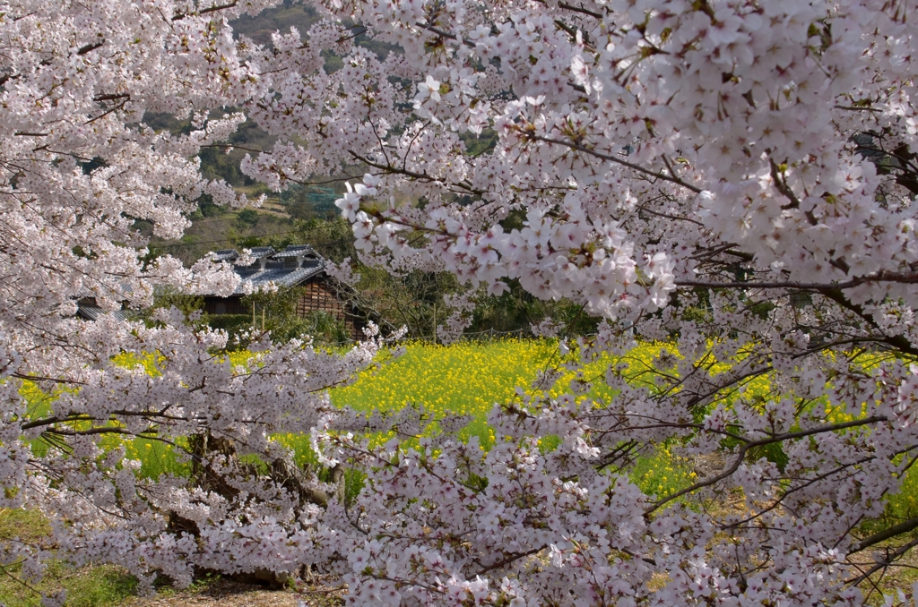 満開の花に囲まれて