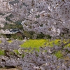 満開の花に囲まれて