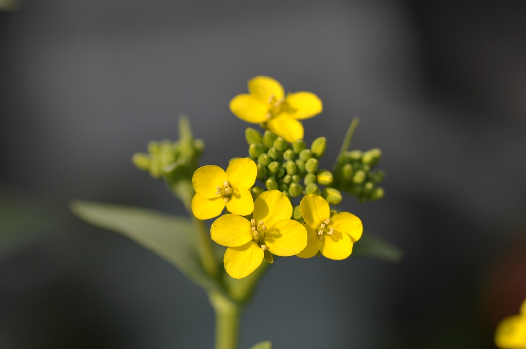 青梗菜（ちんげんさい）の花