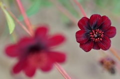 チョコレートこすもす①