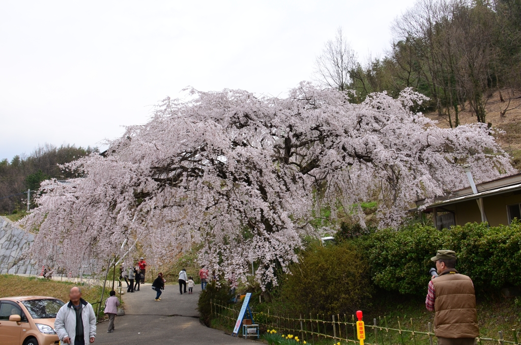 綾川の枝垂れ桜③