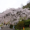 綾川の枝垂れ桜③