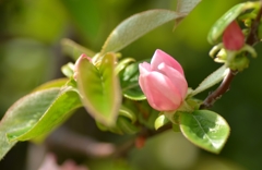 可憐な花梨の花