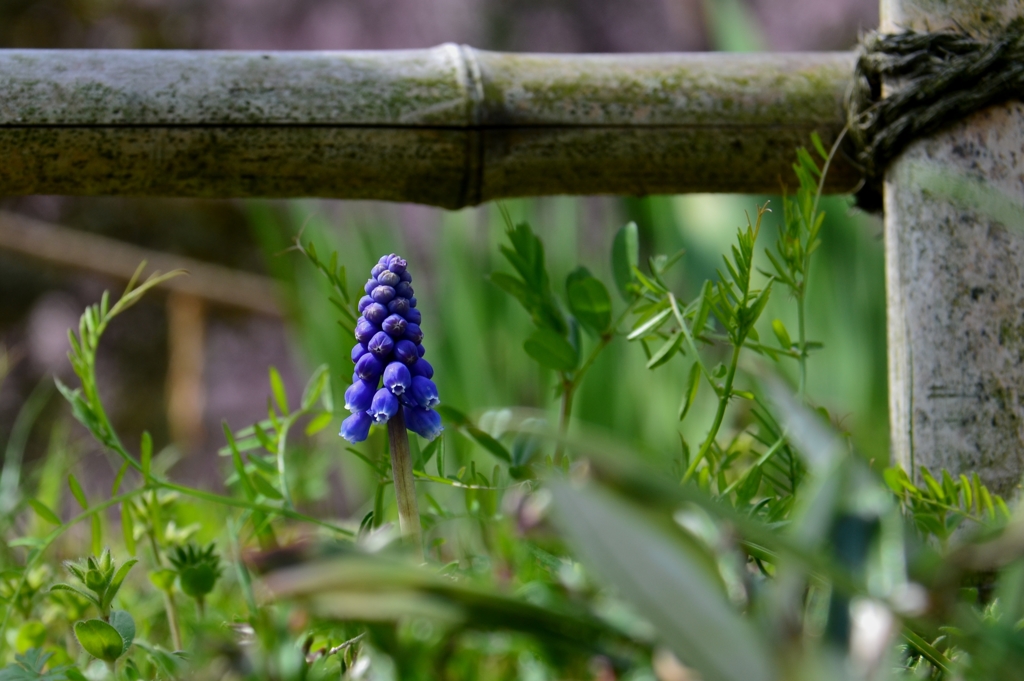 grape hyacinth （グレープ ヒヤシンス）