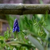 grape hyacinth （グレープ ヒヤシンス）