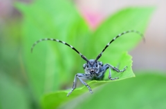 初めまして、ゴマダラです