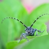 初めまして、ゴマダラです