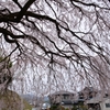 綾川の枝垂れ桜②