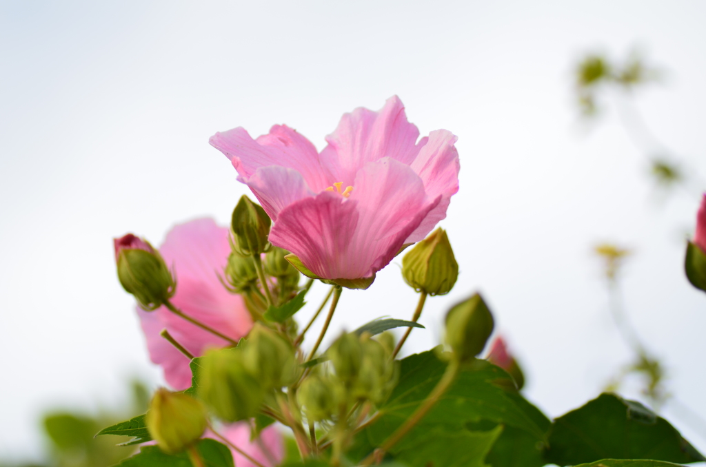 芙蓉