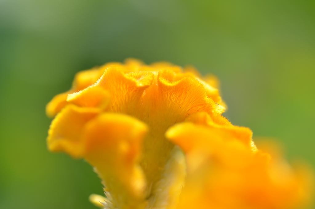 ケイカンカ（鶏冠花）