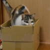 飛ぶかなぁ。。。
