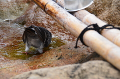 水、飲んでる？