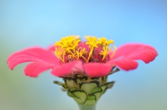 百日草