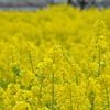 ♪菜の花～畑～に♪