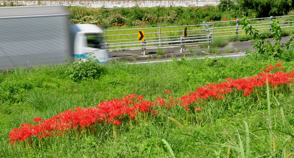 爆走するトラックと彼岸花