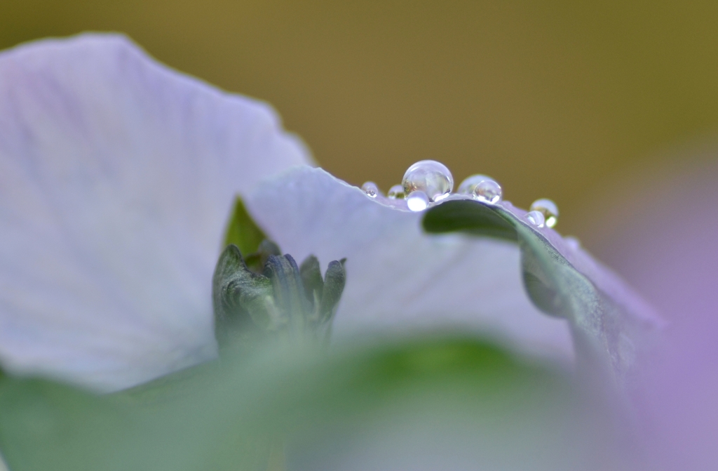 春の雨
