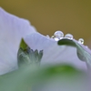 春の雨