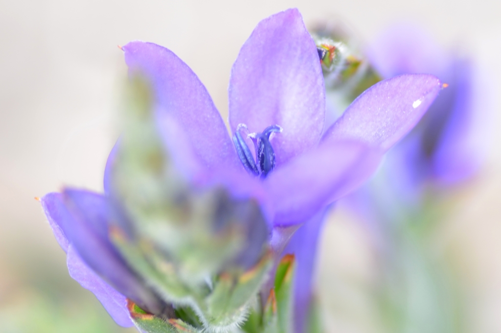  violet