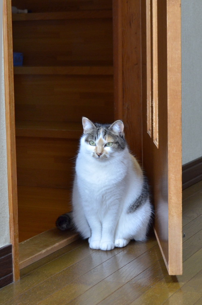 あなた入ってるじゃない！