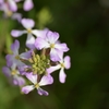 浜だいこんの花