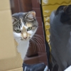 そーっと陰から