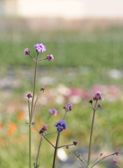 人のような形の花