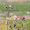 人のような形の花