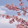 青空にピンクの花