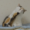 ここまで上がるよ=^_^=
