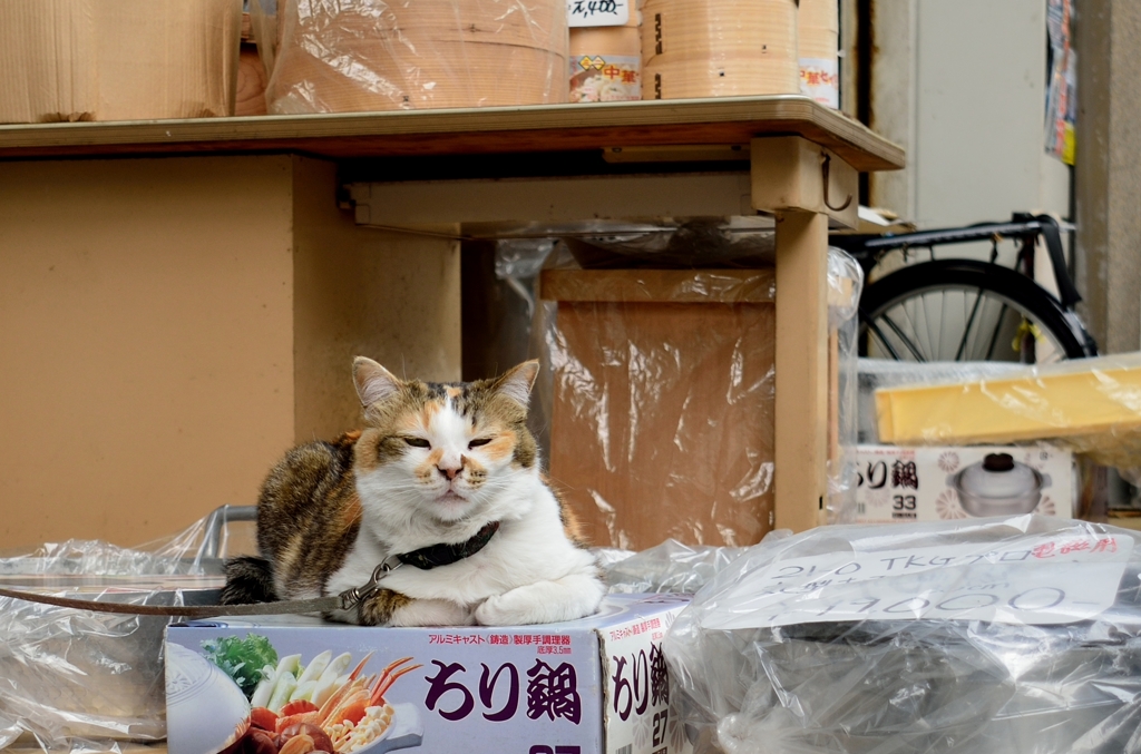 なべ屋さんの看板ねこ