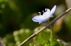 捕らわれた小さな花