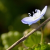 捕らわれた小さな花