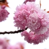 八重桜（牡丹桜）