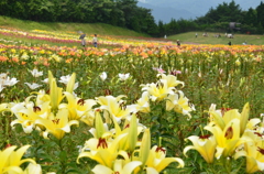 雲辺寺　ゆり園