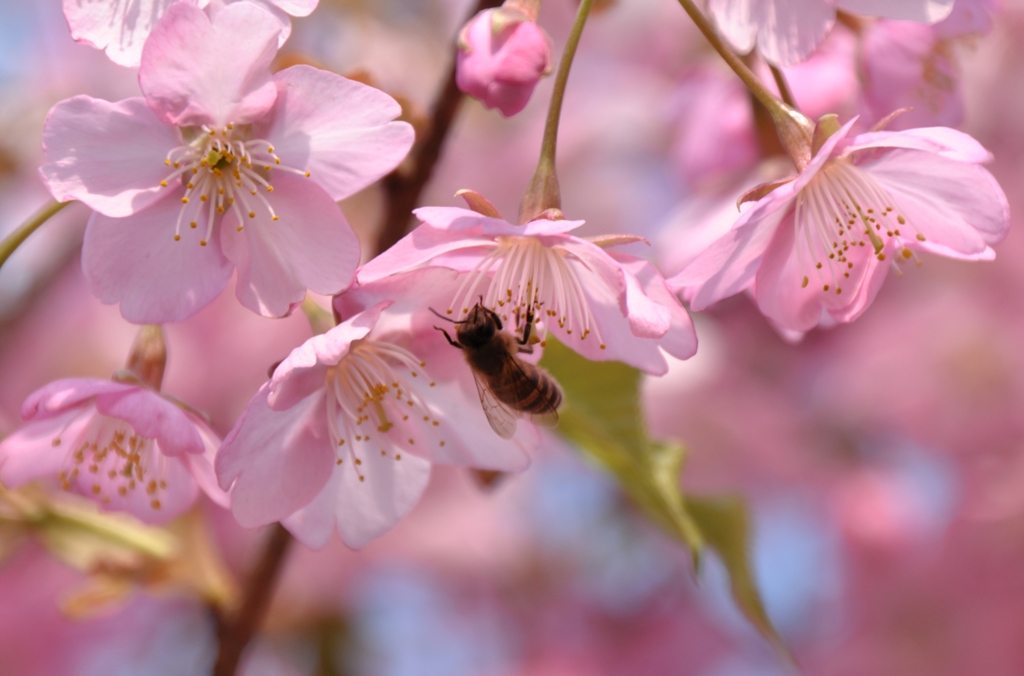 贅沢