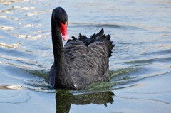 blackswan（英名）