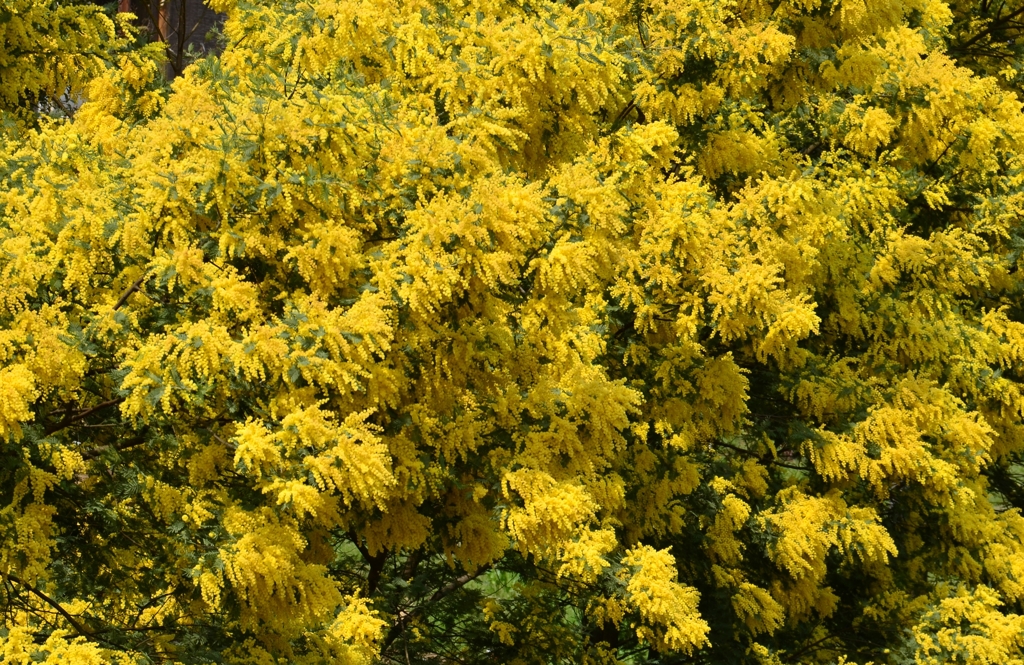 花粉、飛びそうだけど。。。