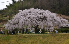 綾川の枝垂れ桜①