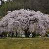 綾川の枝垂れ桜①