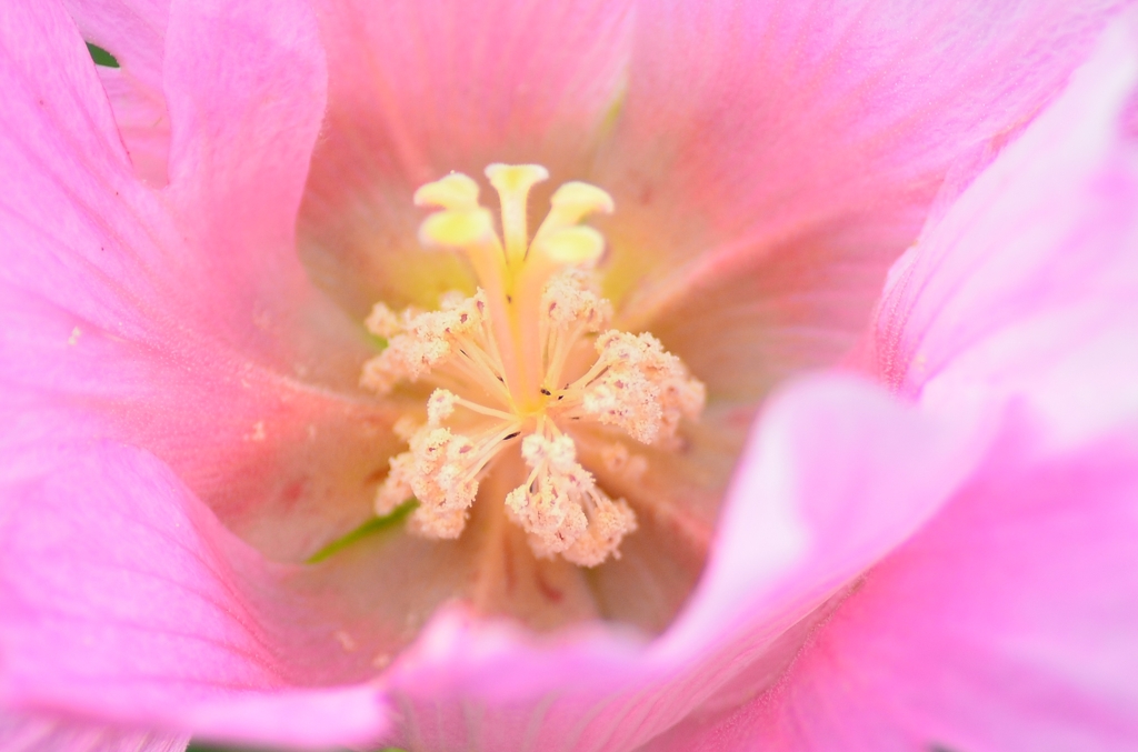 芙蓉