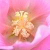 芙蓉