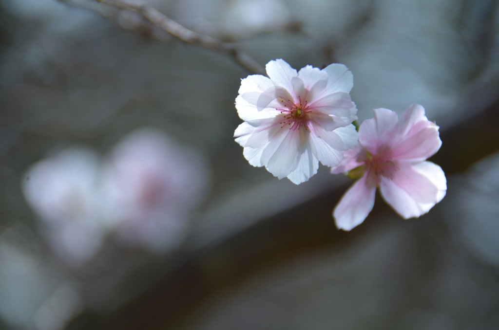 10月桜