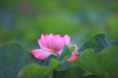 lotus flower　4