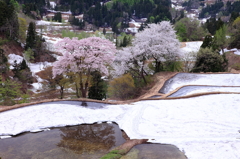 紅白桜